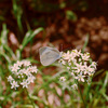 butterfly02.jpg